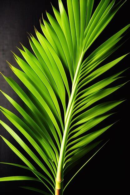 Premium Ai Image Green Leaves Of Lady Palm Or Bamboo Palm Rhapis