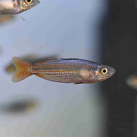 Western Rainbowfish Melanotaenia Australis Super Red 1500