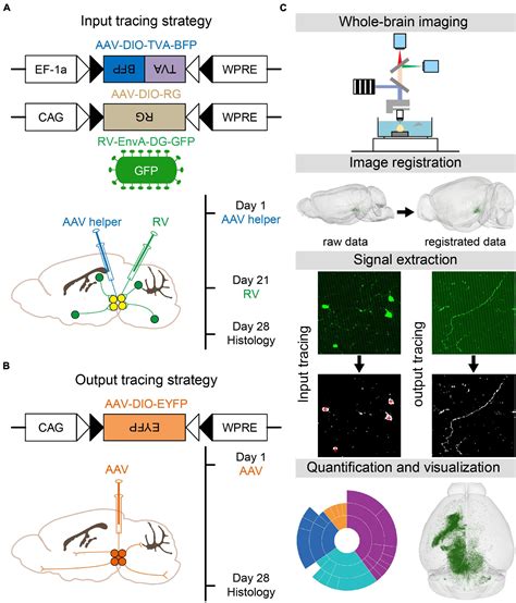 Frontiers A Whole Brain Connectivity Map Of Vta And Snc Glutamatergic And Gabaergic Neurons In