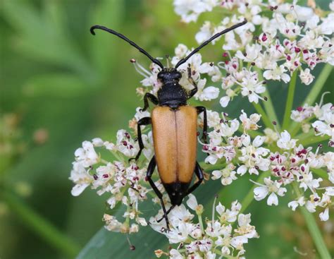 Tawny Longhorn Beetle From Gonfreville L Orcher France On July