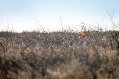 20 Best Quail Hunting Tips