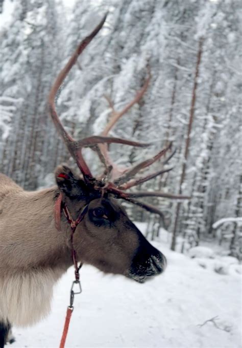 Santa Claus Village Finland A First Visit - The Travel Trunk