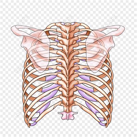 Clipart Posterior Chest Skeleton