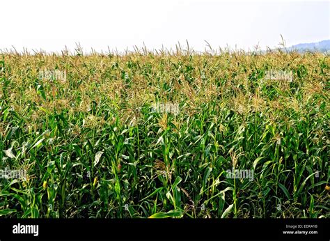 corn  corn field stock photo alamy