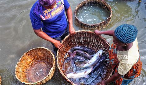 Scarcity Hits Lagos Fresh Fish Market Traders Lament