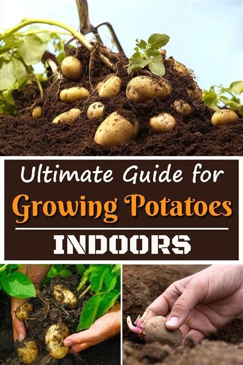 Ultimate Guide For Growing Potatoes Indoors! in 2024 | Growing potatoes ...