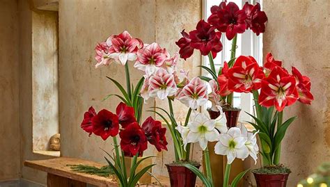 How To Pot An Amaryllis Bulb Gardener S Supply