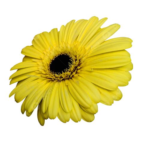 Sunshine Yellow Gerbera Daisy Flower Power Daisy Flower Gerbera