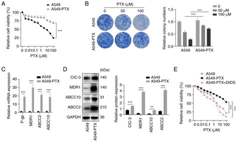 Sox2 Regulates Paclitaxel Resistance Of A549 Non‑small Cell Lung Cancer