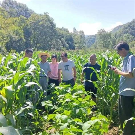 县农技中心积极开展玉米大豆带状复合种植验收工作进行全县标准