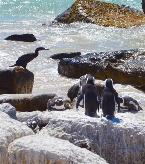 Pinguine Am Boulders Beach Bei Kapstadt Erleben