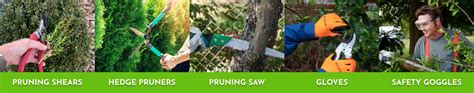 Pruning Arborvitae 101: A Guide to Perfectly Shaped Hedges - Plant ...