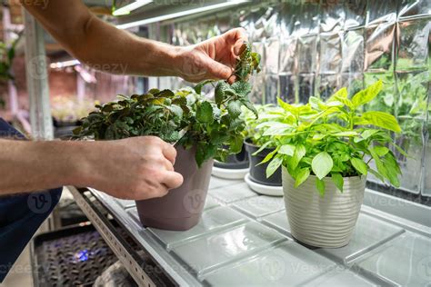 Hands of gardener with mint plant cut branch for propagation and