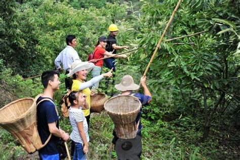 農村記憶打板栗 每日頭條