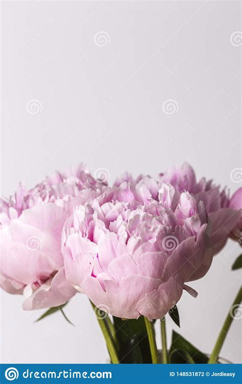 Ramalhete Cor De Rosa Da Flor Da Pe Nia Em Um Fundo Branco Foto De