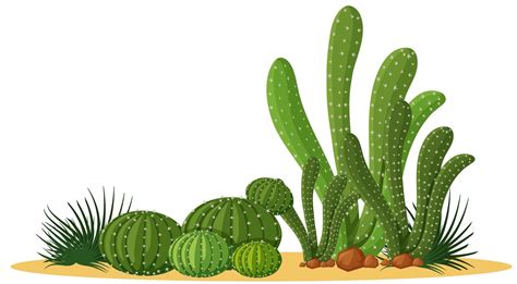 Natural Cacti Design 1338061 Vector Art At Vecteezy