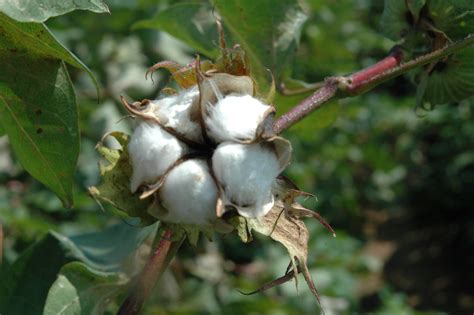 Simplest cotton genome offers clues for fiber improvements