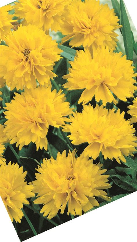 COREOPSIS grandiflora Sunray | Armlee Nurseries