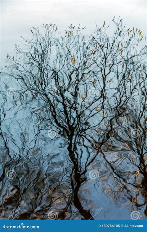 Reflection Of Branches In The Water Stock Image Image Of Pattern