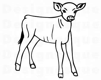 Calf Drawing | Free download on ClipArtMag