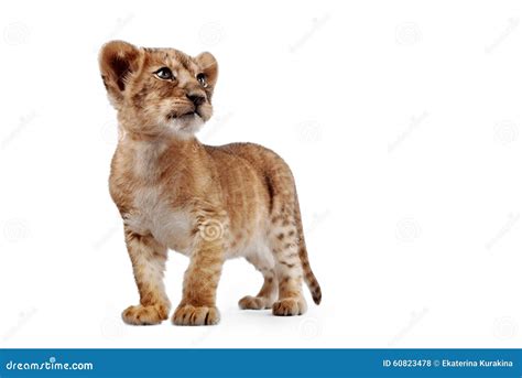 Side View Of A Lion Cub Stock Photography | CartoonDealer.com #60823478