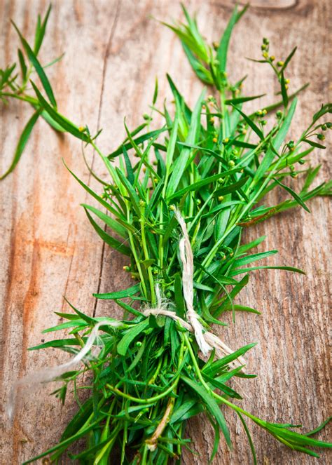 Tarragon RecipeLand