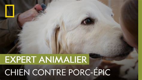 Accrochage Entre Un Chien Et Un Porc Pic Michelle Ou La Vie Sauvage