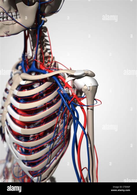 Human Anatomy Artwork Stock Photo Alamy