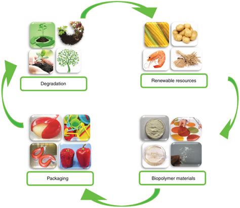 Biopolymer Packaging Materials For Food Shelf Life Prolongation¹⁵