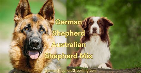 Australian Shepherd German Shepherd Mix Breed Info German Shepherd