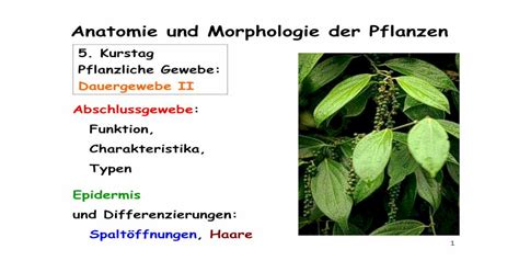 Anatomie Und Morphologie Der PDF File1 Abschlussgewebe Funktion