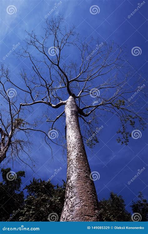 Un Rbol Blanco Tropical Enorme Contra Un Cielo Claro Rbol De