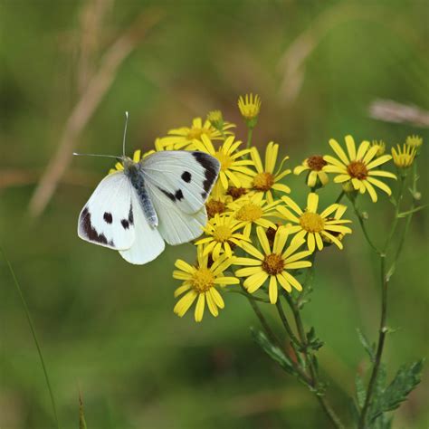 200913 butterfly large white | earthstar