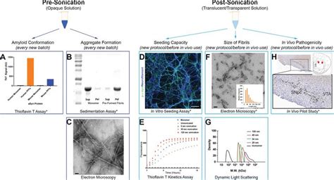 Best Practices For Generating And Using Alpha Synuclein Pre Formed