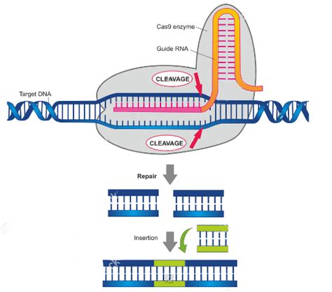 Plant Genetic Modification by CRISPR/CAS9 - Lifeasible