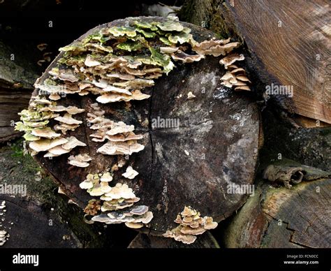 Fungi Growing On The End Of A Log The New Forest Hampshire UK Stock