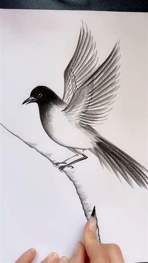 A Drawing Of A Bird With Its Wings Spread Out And It Is Sitting On A Branch