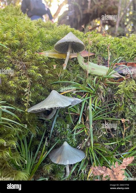 Sky blue mushroom new zealand hi-res stock photography and images - Alamy