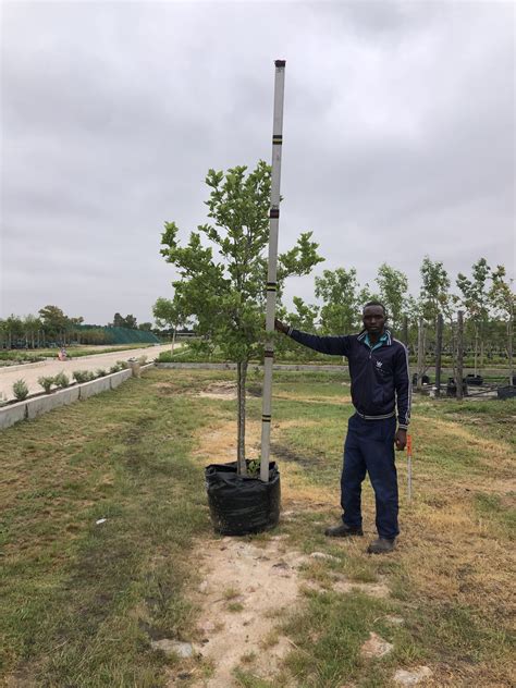 Platanus X Acerifolia - London Plane Tree - Wholesale Trees For Sale