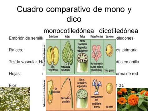 Cuadros Comparativos Entre Monocotiledoneas Y Dicotiledoneas Cuadro