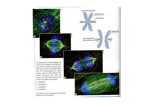 Chapitre Reproduction Conforme De La Cellule Et R Plication D Adn