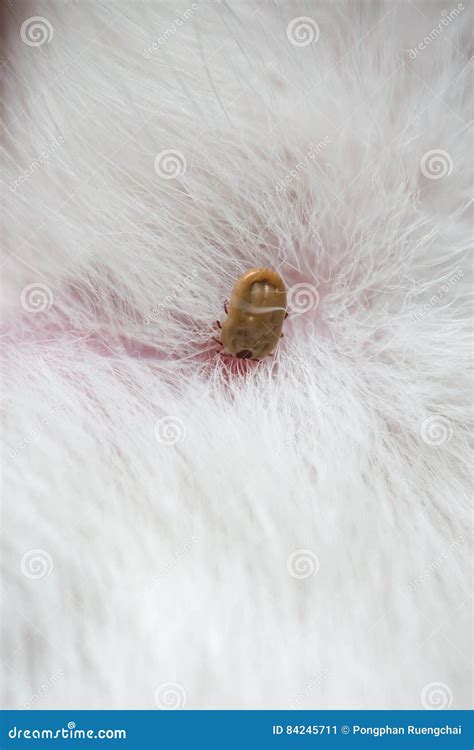 Ticks On Dog Stock Image Image Of Parasite Macro Medical 84245711