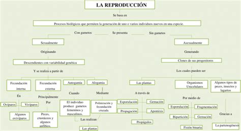 Mapas Conceptuales De La Reproducción 【descargar】