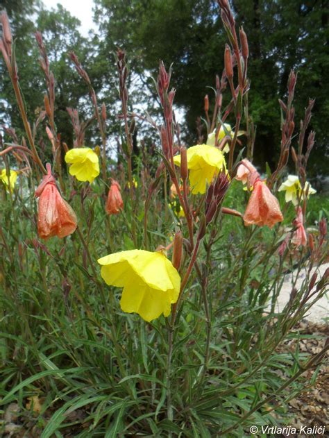 Oenothera Lemon Sunset Pupaljka Vrtlarija Kalići Katalog