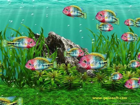 3D Fish Tank Screensaver With Moving Vieja Fenestratus Fish Desktop ...