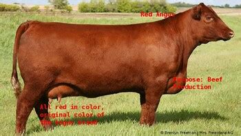 Basic Livestock Breeds PowerPoint by Mrs Freemans AG Class | TPT