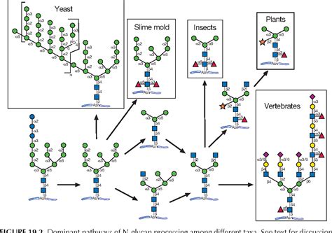 Figure 19 2 From Evolution Of Glycan Diversity Semantic Scholar