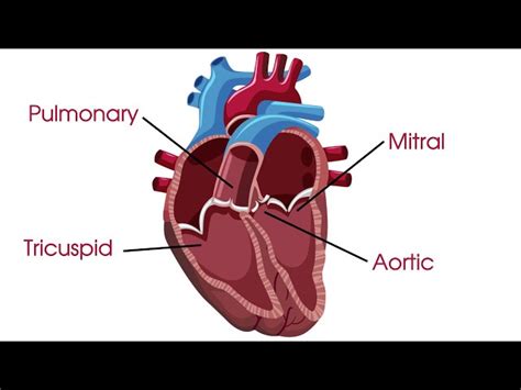 valvular heart diseases payam  sehat