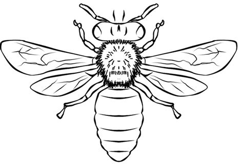 Free Printable Honey Bee Template