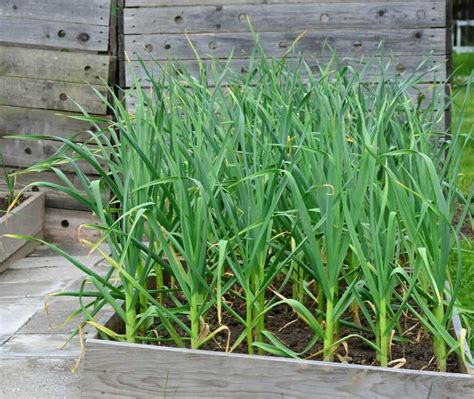 Deterring Weevils Amazing Weevil Repellent Plants